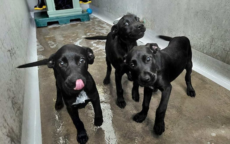 Man Charged After Threats To Seriously Harm Puppies In Auckland