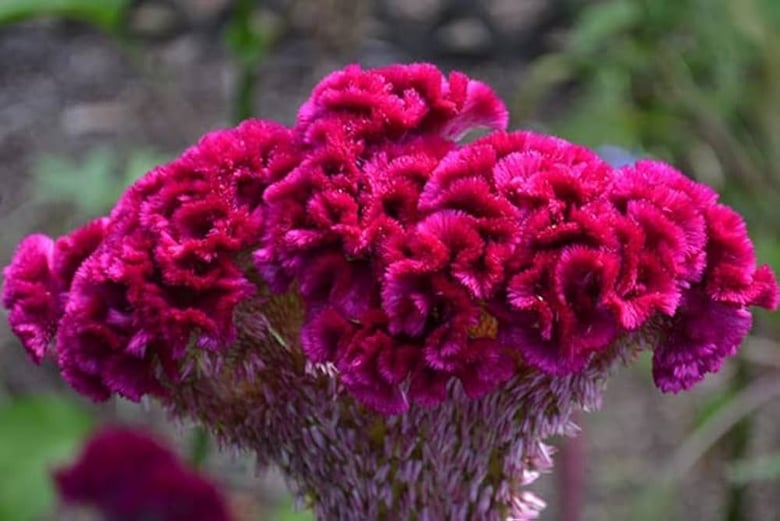 Mawal: A Traditional Ingredient With Modern Health Appeal