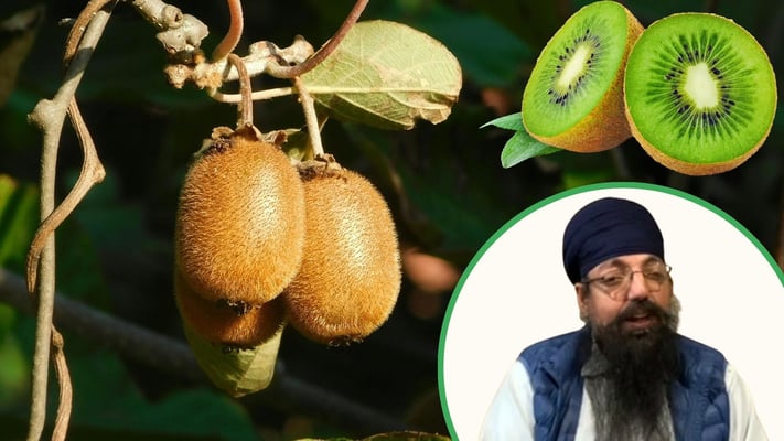 Amandeep Singh’s Top Produce & Ajaypal Singh’s Gurukirpa/Saran face million dollar kiwifruit tax debts