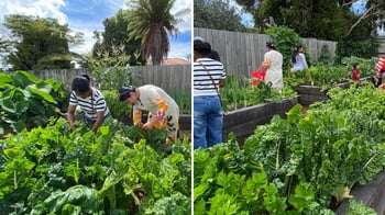 Eggplant, sweet corn, cabbage & more: Rotorua celebrates first vegetable harvest of 2026