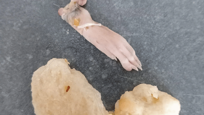 Foodstuffs has recalled a line of garlic bread after claims a rat's foot was found in a loaf.