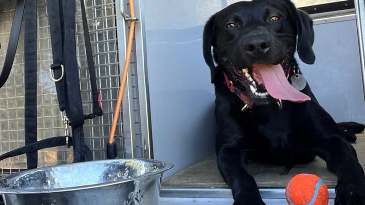 A Rimutaka Prison detector dog found drugs hidden in shoes