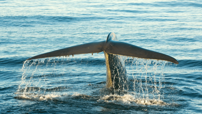 Māori and Pacific leaders have signed a declaration seeking to grant tohorā, or whales, legal personhood.