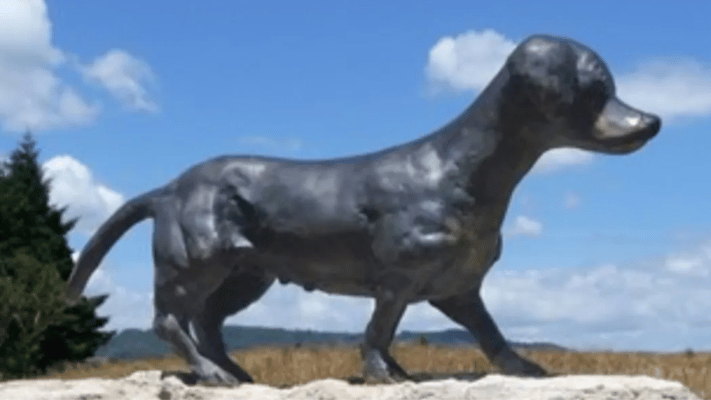 The dog named Harawene roamed an area beside Te Ngae Road which is part of State Highway 3.