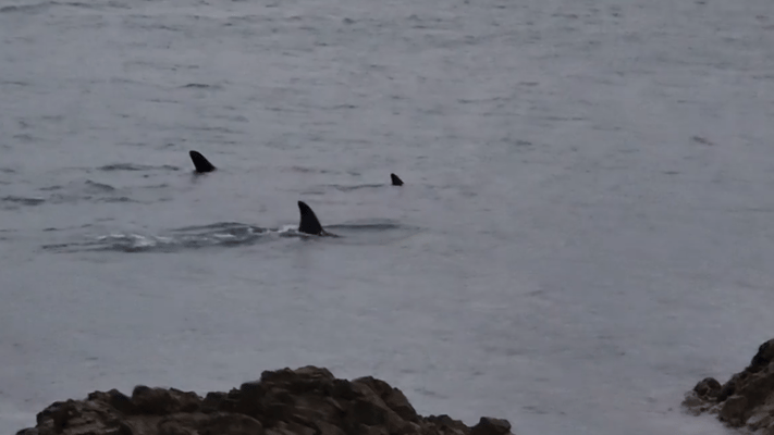 Three orca whales in surface in Wellington harbour