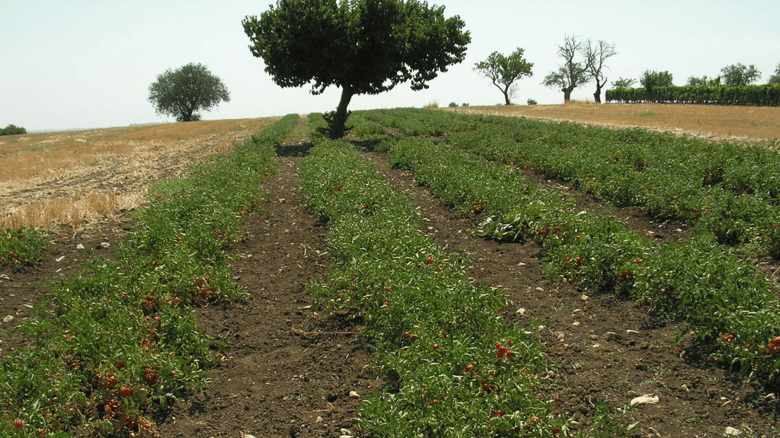 Indian Worker Dies After Farm Accident in Italy
