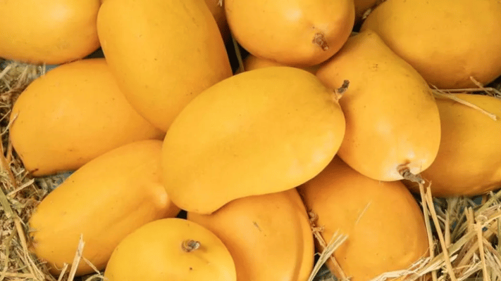 As the mango season in India nears its end, Indian retailers in New Zealand have reported a surge in imports - both in terms of quantity as well as variety.