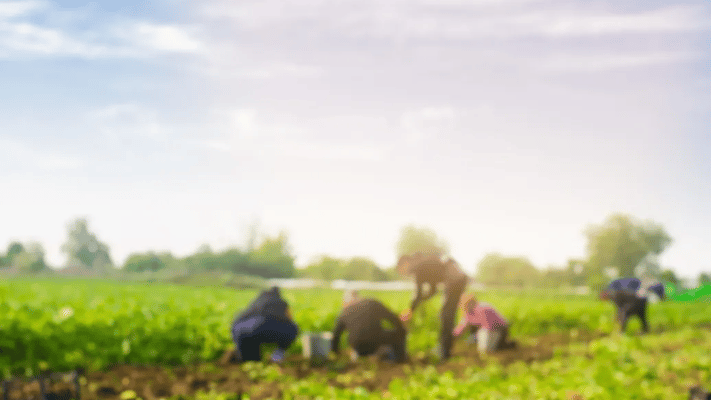 The number of new migrant workers has plummeted to the lowest level since the border re-opened two years ago - but complaints against employers have soared to record levels.