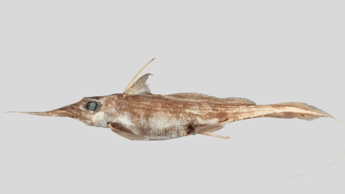 A new species of 'ghost shark' has been discovered off the eastern coast of New Zealand.