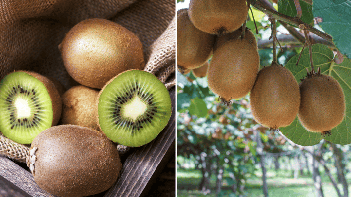 A kiwifruit labour supply company and its director have been fined $100,000 after underpaying three temporary visa workers over several years.