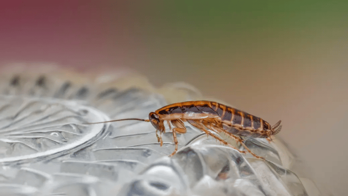 ACC has received 326 new claims relating to cockroaches in the past five years, with the total number of active cockroach-related claims costing taxpayers nearly $520,000 since 2019