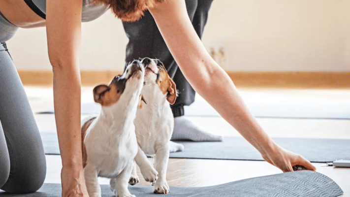 Puppy yoga typically involves young dogs roaming free during a yoga class, sometimes being incorporated into poses or followed by playtime
