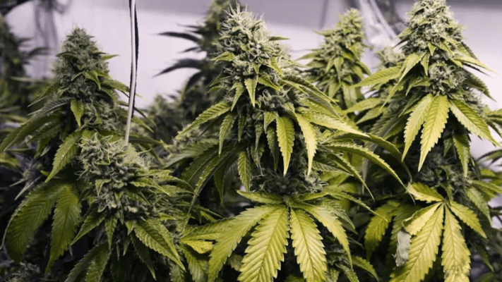 Authorities have claimed recent success in disrupting the illegal immigration activities of organised crime syndicates operating in New Zealand.