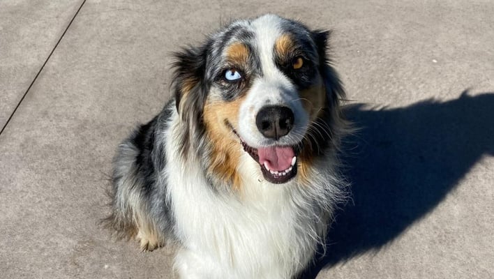 ‘Absolutely beautiful’ dog dies on first day of firework sales, family call for change