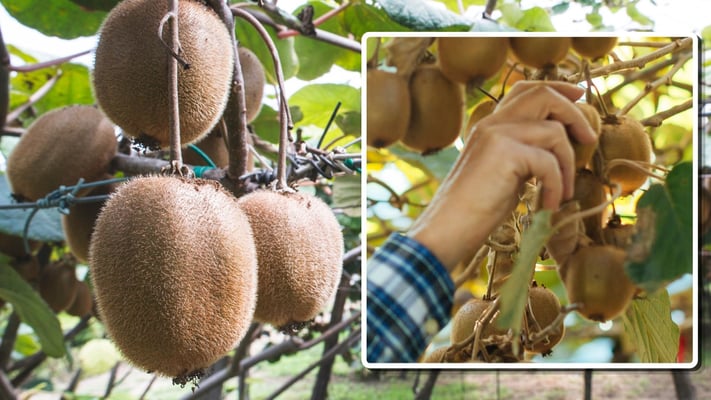 Kiwifruit labour company to penalised over migrant exploitation