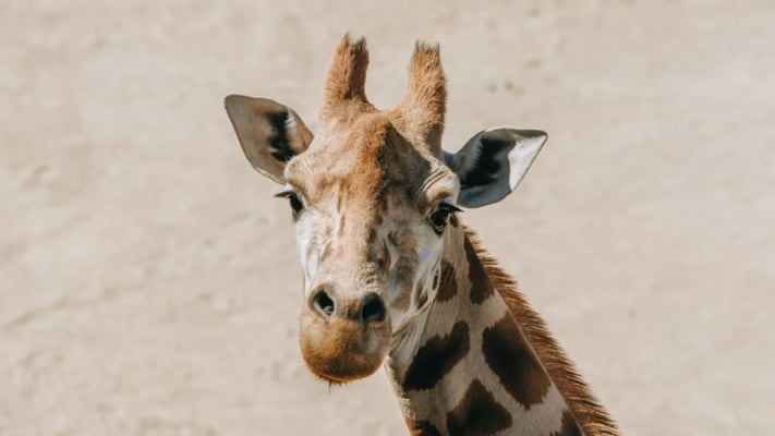 Auckland Zoo euthanises ageing giraffe matriarch Rukiya