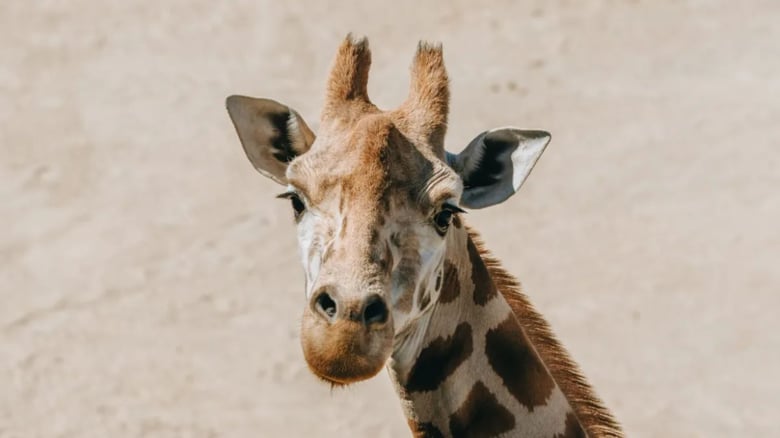 Auckland Zoo euthanises ageing giraffe matriarch Rukiya