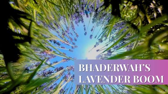 Bhaderwah’s Lavender Boom