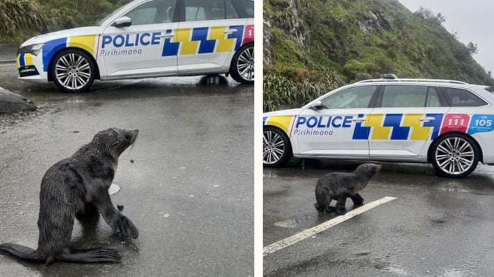 Wellington Police come to the rescue of young seal stranded near busy road 