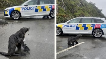Young seal gets helping hand from Wellington Police