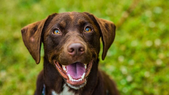 Man shoots dog outside PaknSave