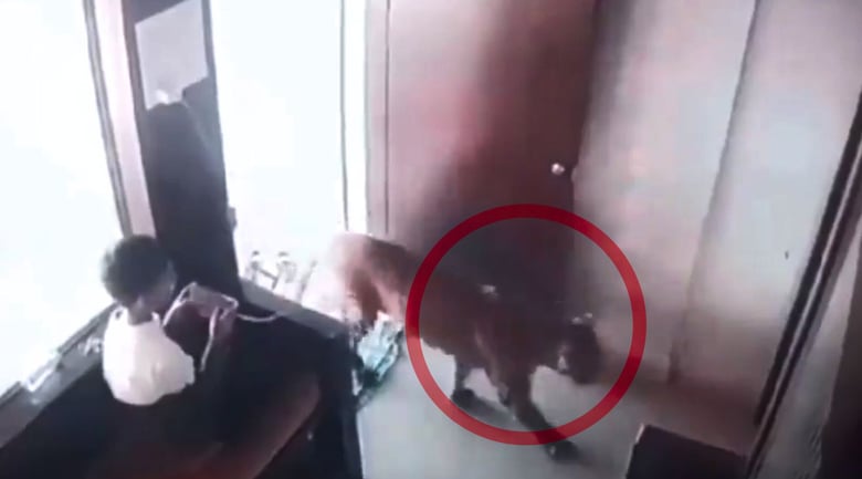 12-Year-Old Indian Boy Locks Leopard In Room