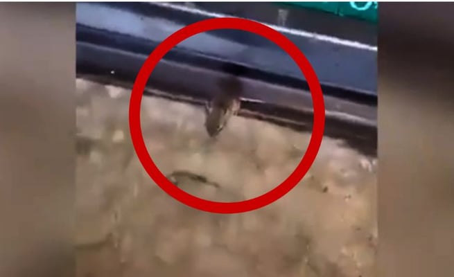 rat at paknsave auckland