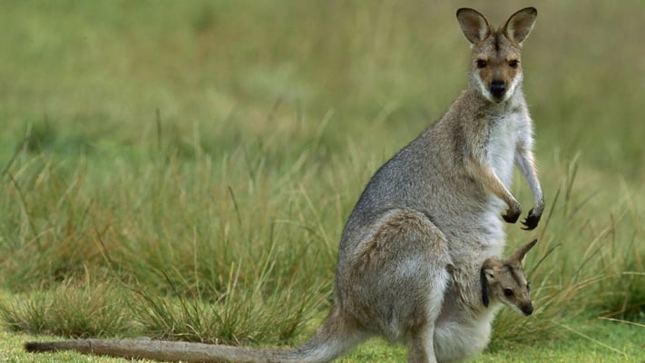 Man sentenced to prison for dragging kangaroo to  death