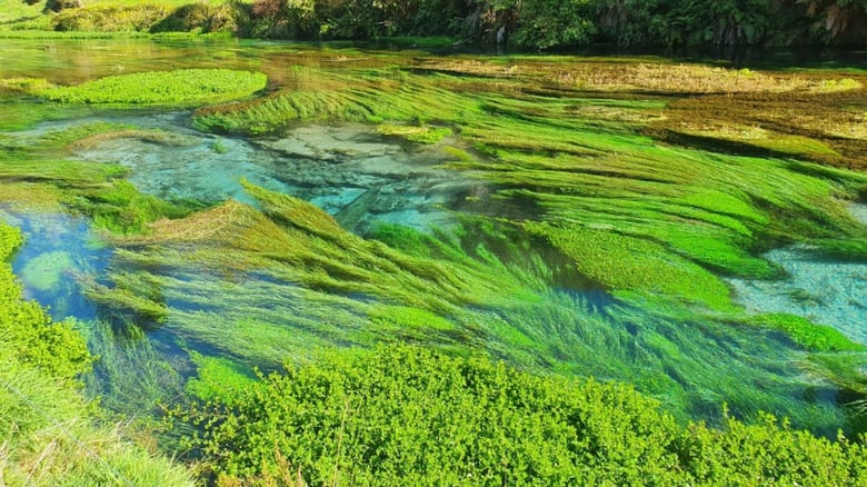 Leaders to meet over tourists trashing Blue Spring