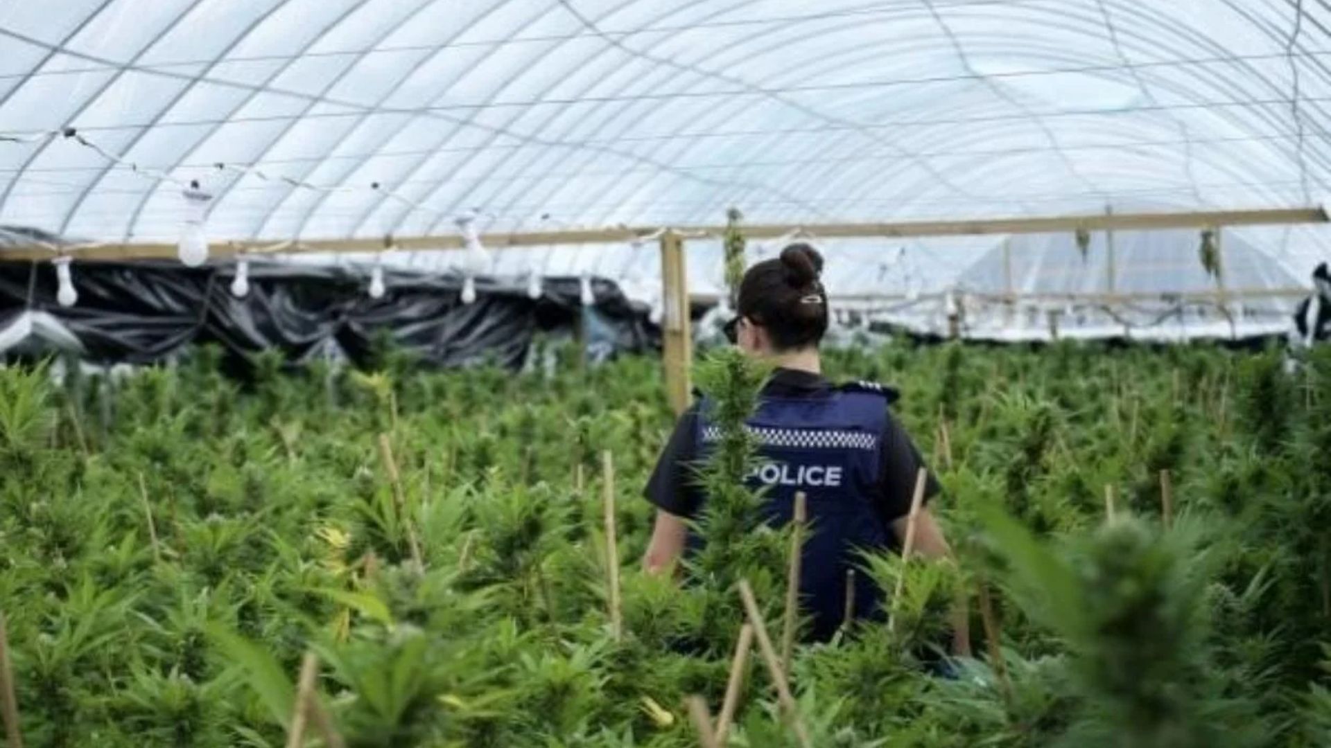 Hundreds of Auckland homes linked to Cannabis syndicates