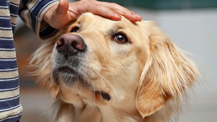 Pet-Friendly “Wines” Hit NZ Shelves – Find Out How Furry Friends Can Sip Too!