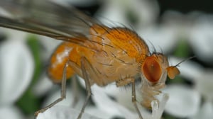 Auckland&nbsp;restricts fruit and vegetable movement after&nbsp;fruit fly&nbsp;detection