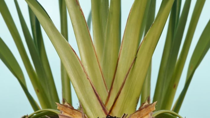 Native plant may help tackle ‘Forever Chemicals’ in water