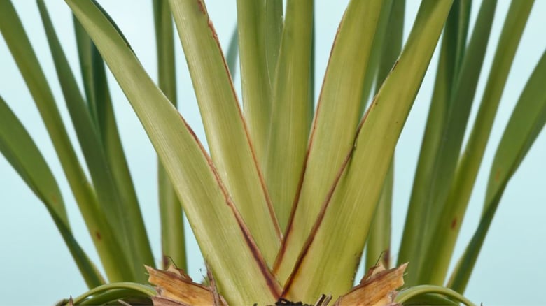 Native plant may help tackle ‘Forever Chemicals’ in water