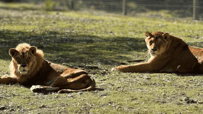 Elderly lions euthanised at Orana Wildlife Park 