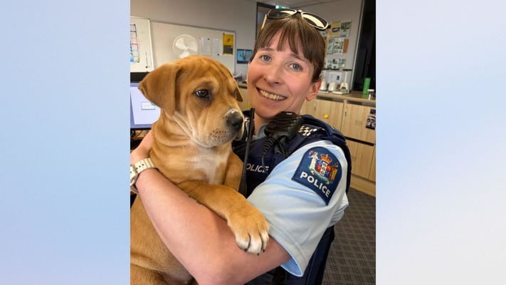 Missing foster puppy Pebbles found safe after police search