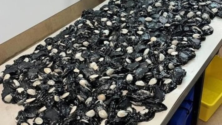 Fishers breaking the rules as illegal set nets are confiscated regularly