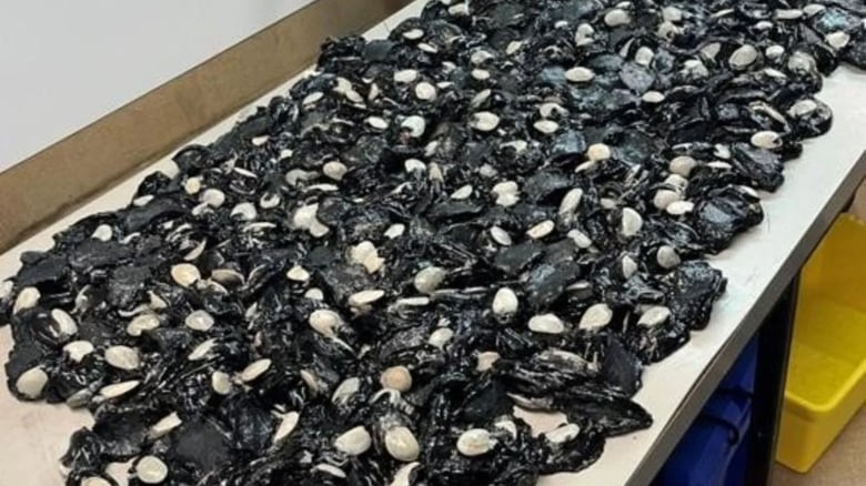 Fishers&nbsp;breaking the rules as illegal set nets are confiscated regularly