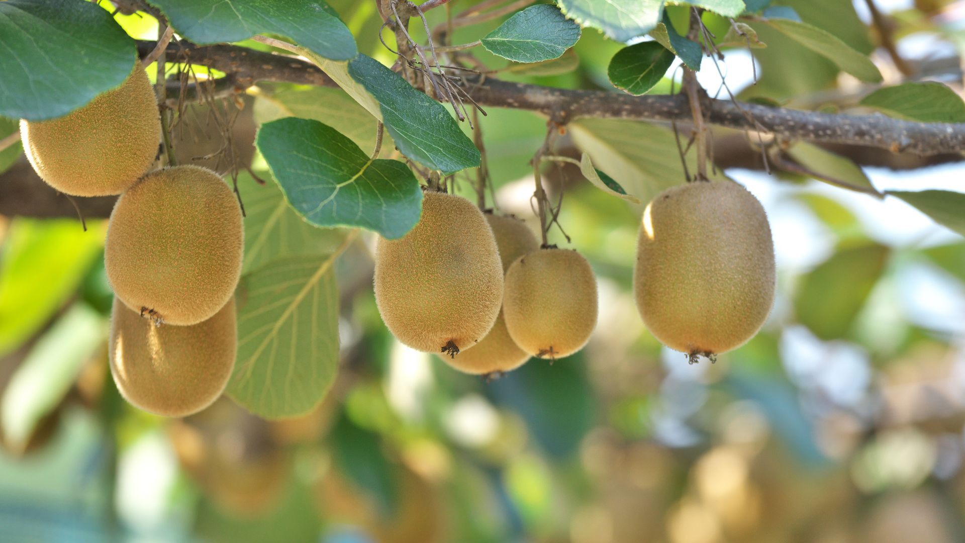 Kiwi scientists take kiwifruit expertise to India's Nagaland