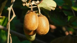 Bay of Plenty kiwifruit employer fined over migrant worker exploitation