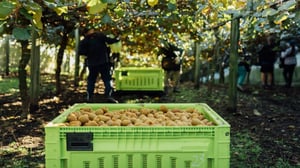 India trade deal: Kiwifruit scientists help grow industry