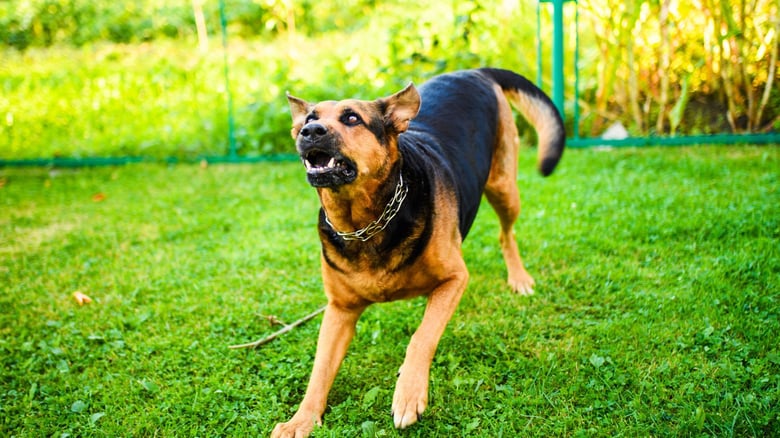 Child dies after dog attack in Christchurch suburb