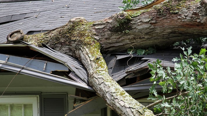 Tree crashes onto Auckland home with toddler inside