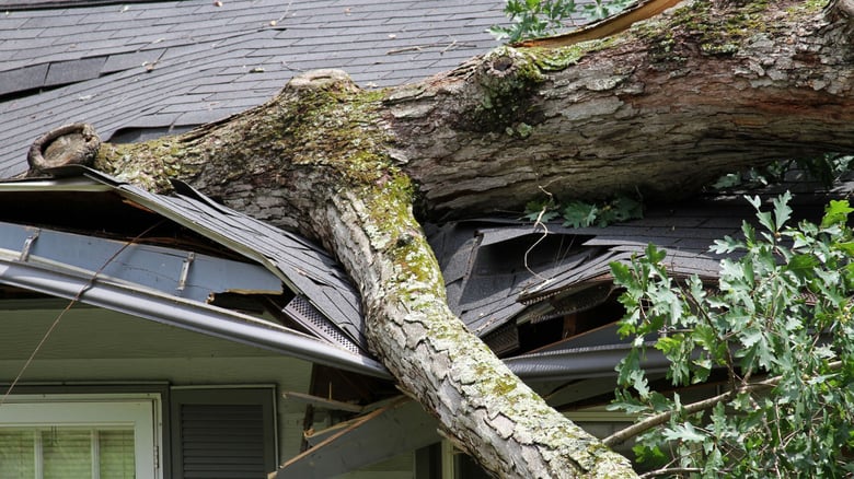 Tree crashes onto Auckland home with toddler inside