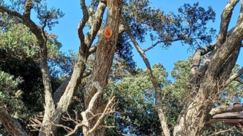 Property owner fined for illegally trimming trees blocking sea views