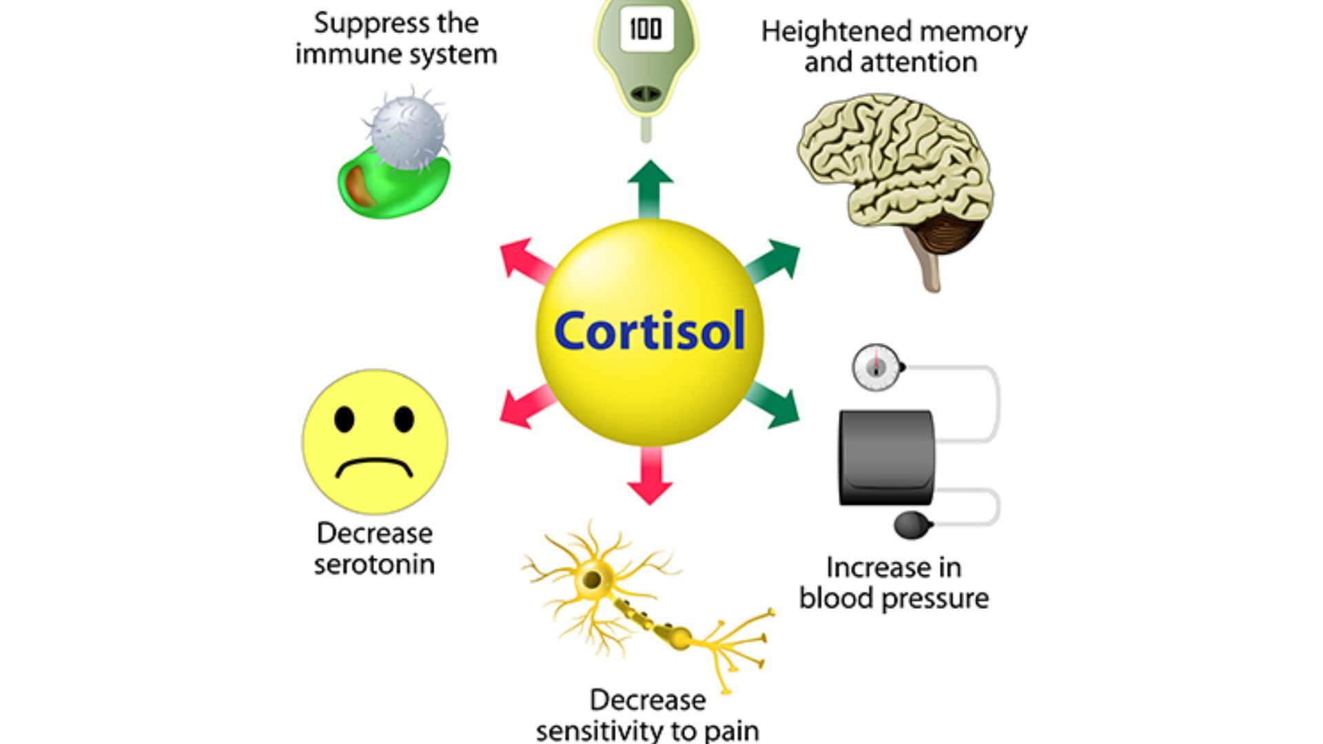High Cortisol and Stress Symptoms You Should Know Guide