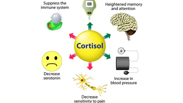 Stressed all the time? Your cortisol levels might be the reason