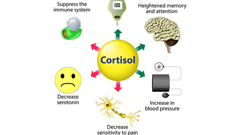 Stressed All The Time? Your Cortisol Levels Might Be The Reason
