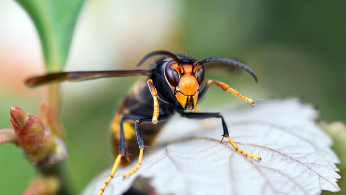 Auckland records 27 yellow-legged Queen Hornets so far