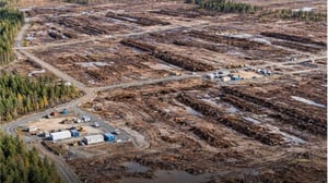 Google illegally cuts down 250,000 trees in Finland for data centre project